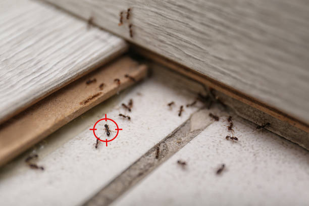 Reliable Amherst, VA Pest Control Solutions