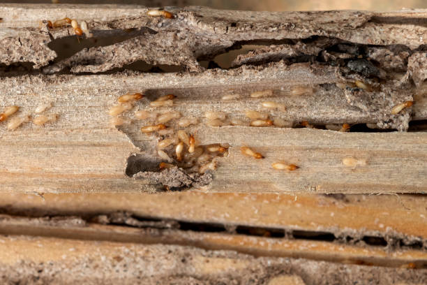 Best Pest Control Near Me in Amherst, VA