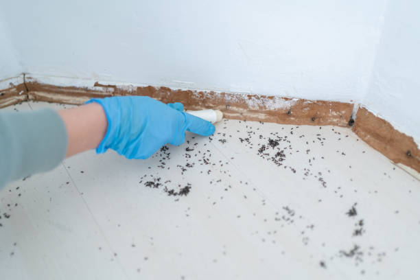 Best Affordable Pest Control Services  in Amherst, VA